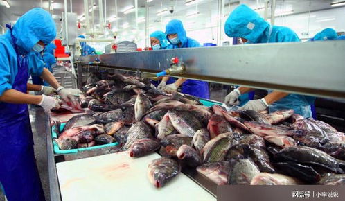 一年亩产20000斤，美国餐桌的“香饽饽”，为何我国满河都是却没人要？