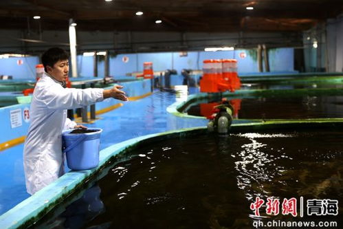 青海湖裸鲤资源显著恢复，放流2.1亿尾助力生态平衡